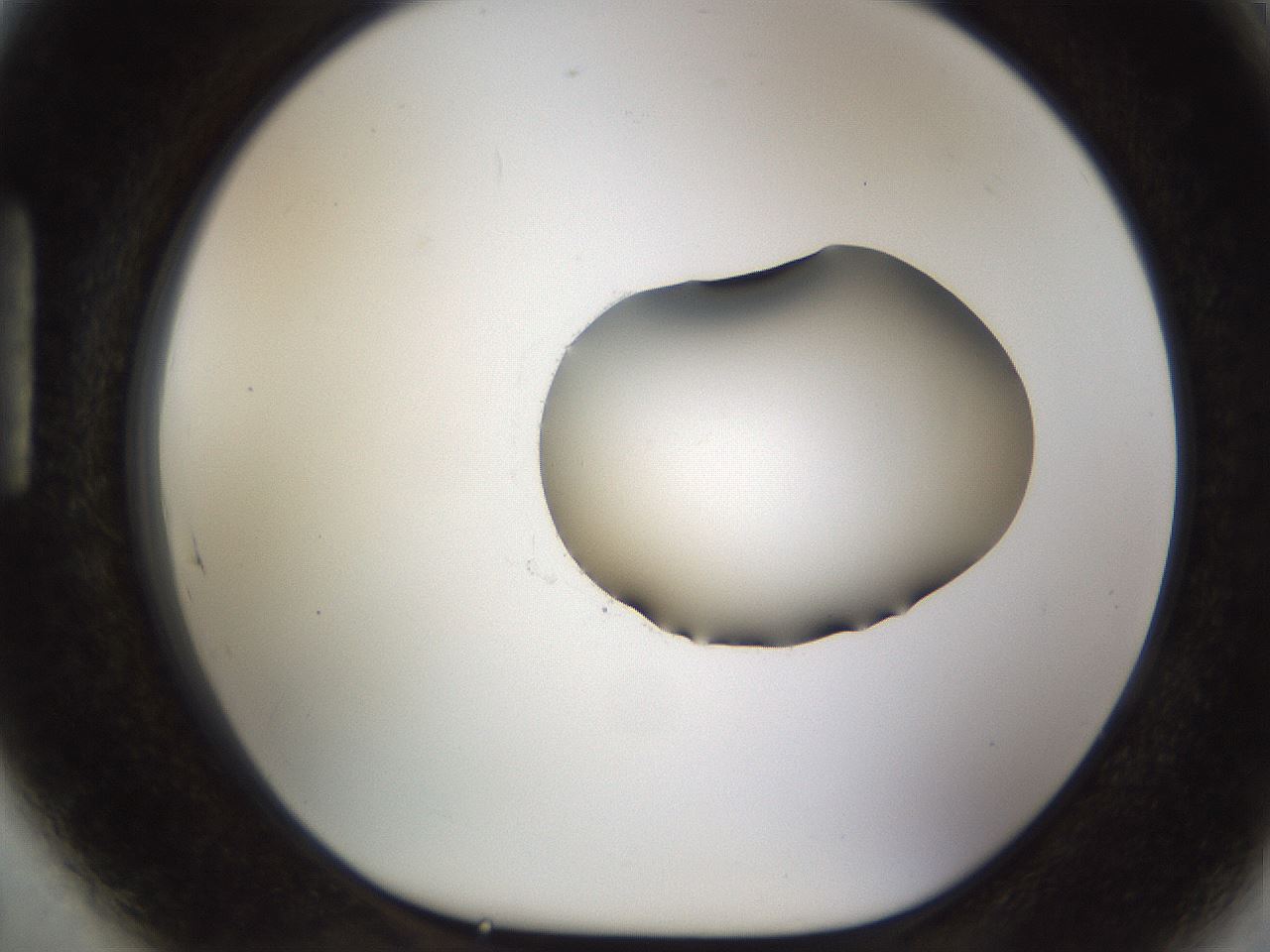 folderID454_plateID1454_batchID5531_wellNum89_profileID1_d1_r92372_ef.jpg