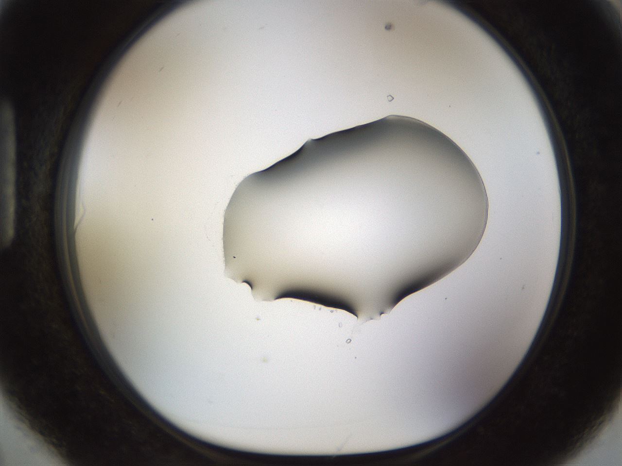 folderID454_plateID1454_batchID5531_wellNum90_profileID1_d1_r92373_ef.jpg