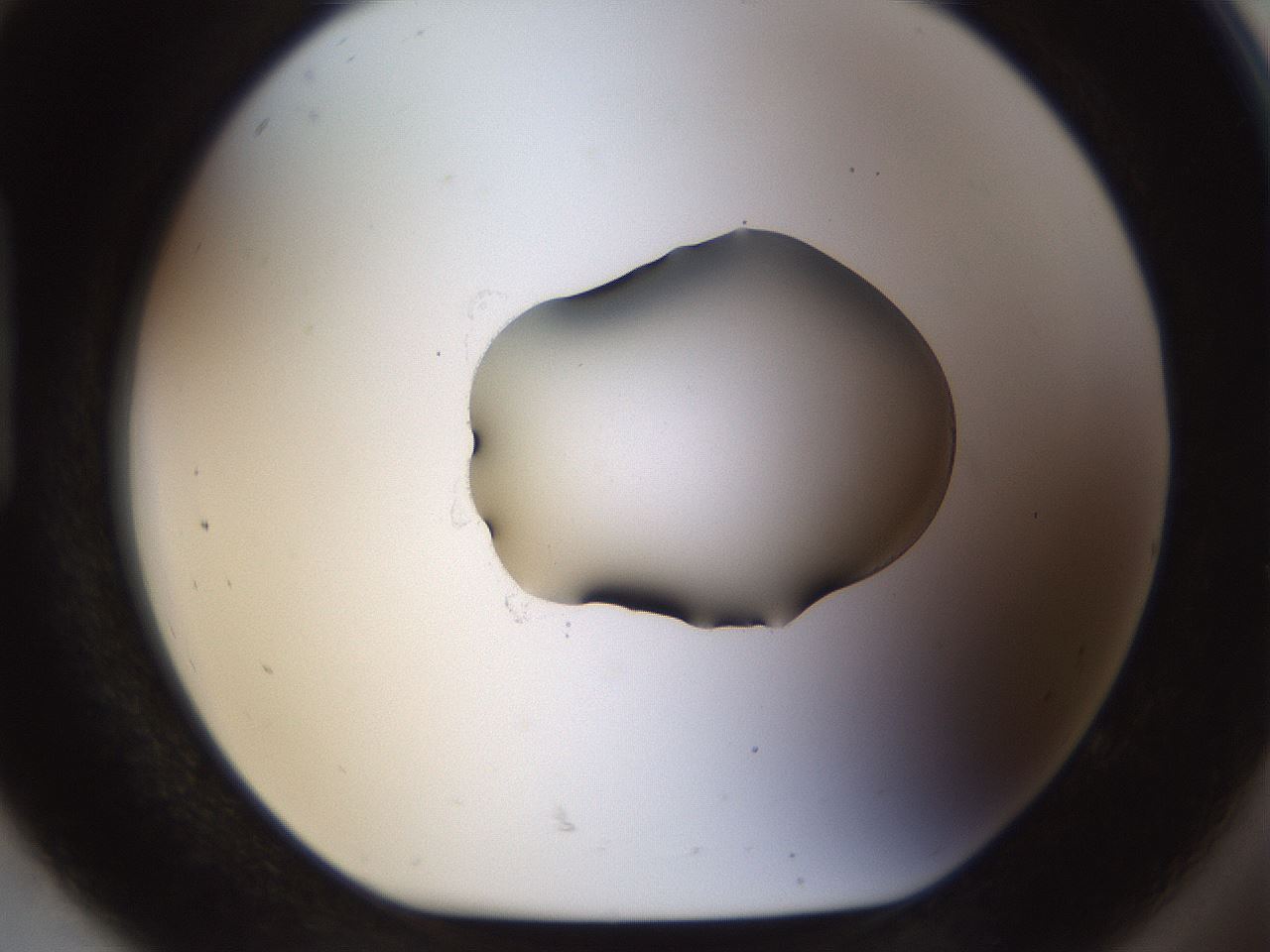 folderID454_plateID1454_batchID5531_wellNum92_profileID1_d1_r92375_ef.jpg