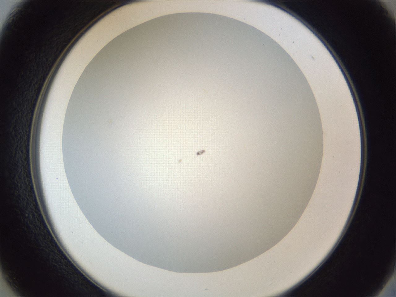 folderID205_plateID1205_batchID3675_wellNum37_profileID1_d2_r66825_ef.jpg