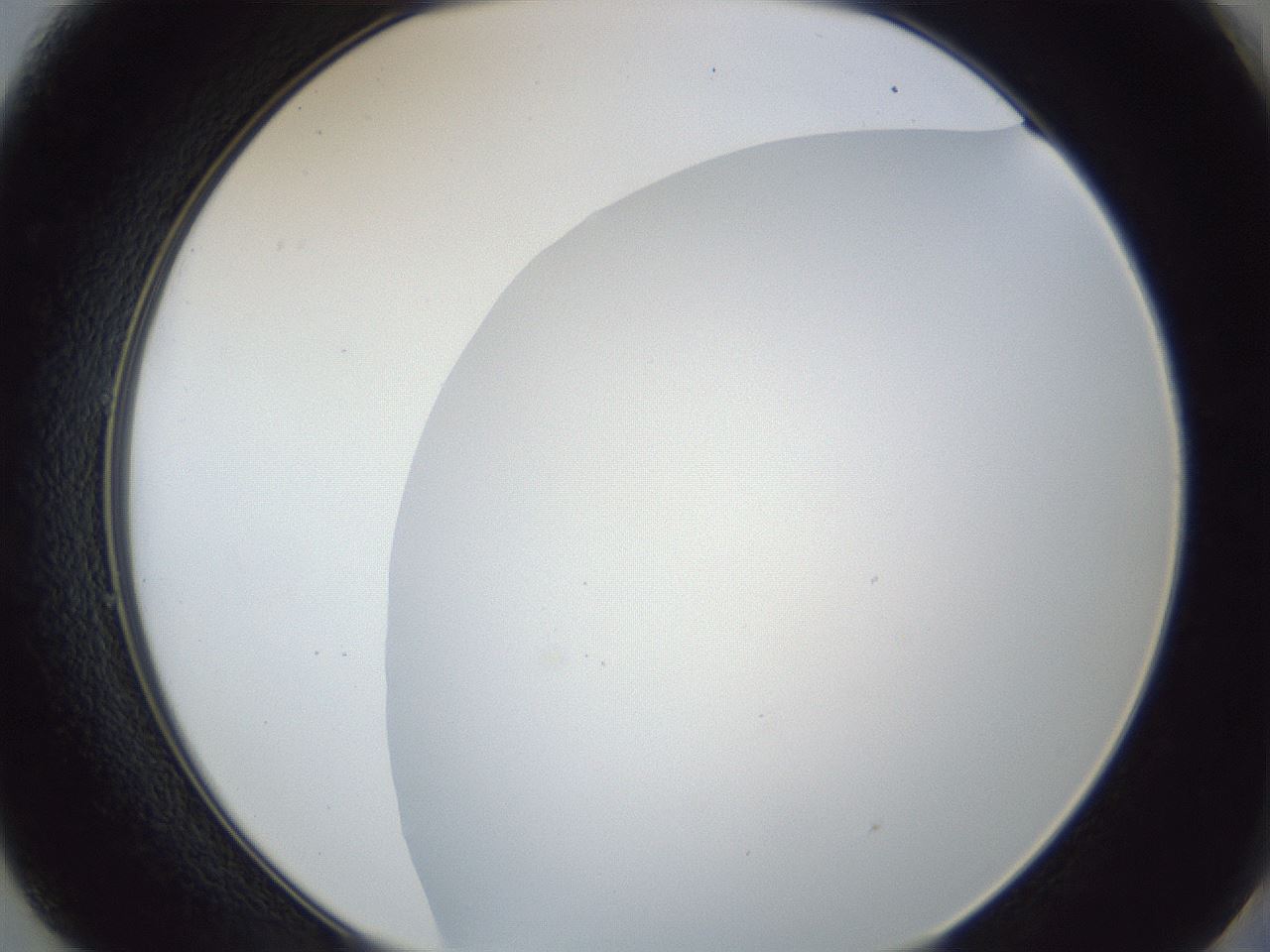 folderID205_plateID1205_batchID3675_wellNum49_profileID1_d2_r66849_ef.jpg
