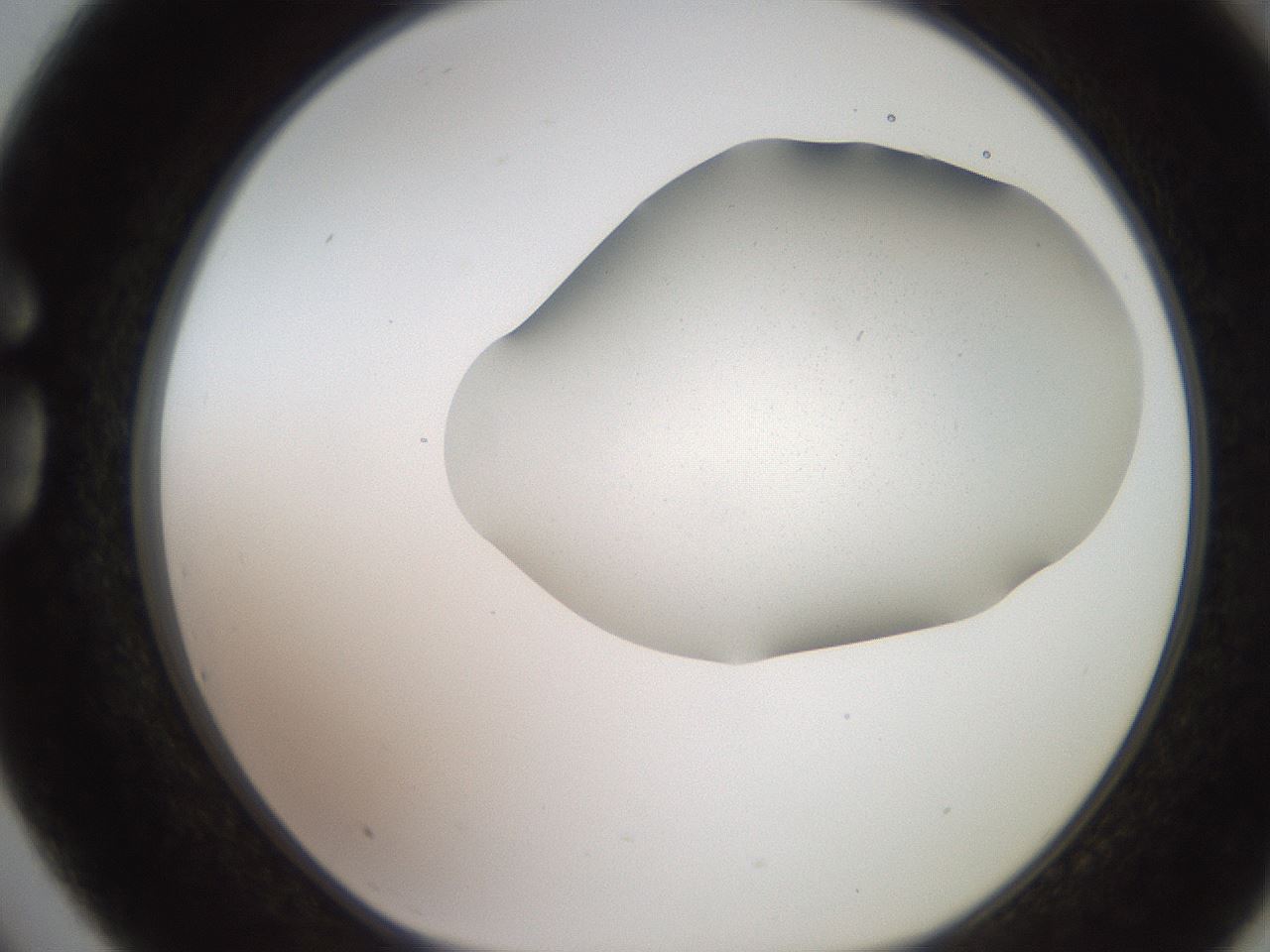 folderID205_plateID2205_batchID10007_wellNum75_profileID1_d1_r150091_ef.jpg