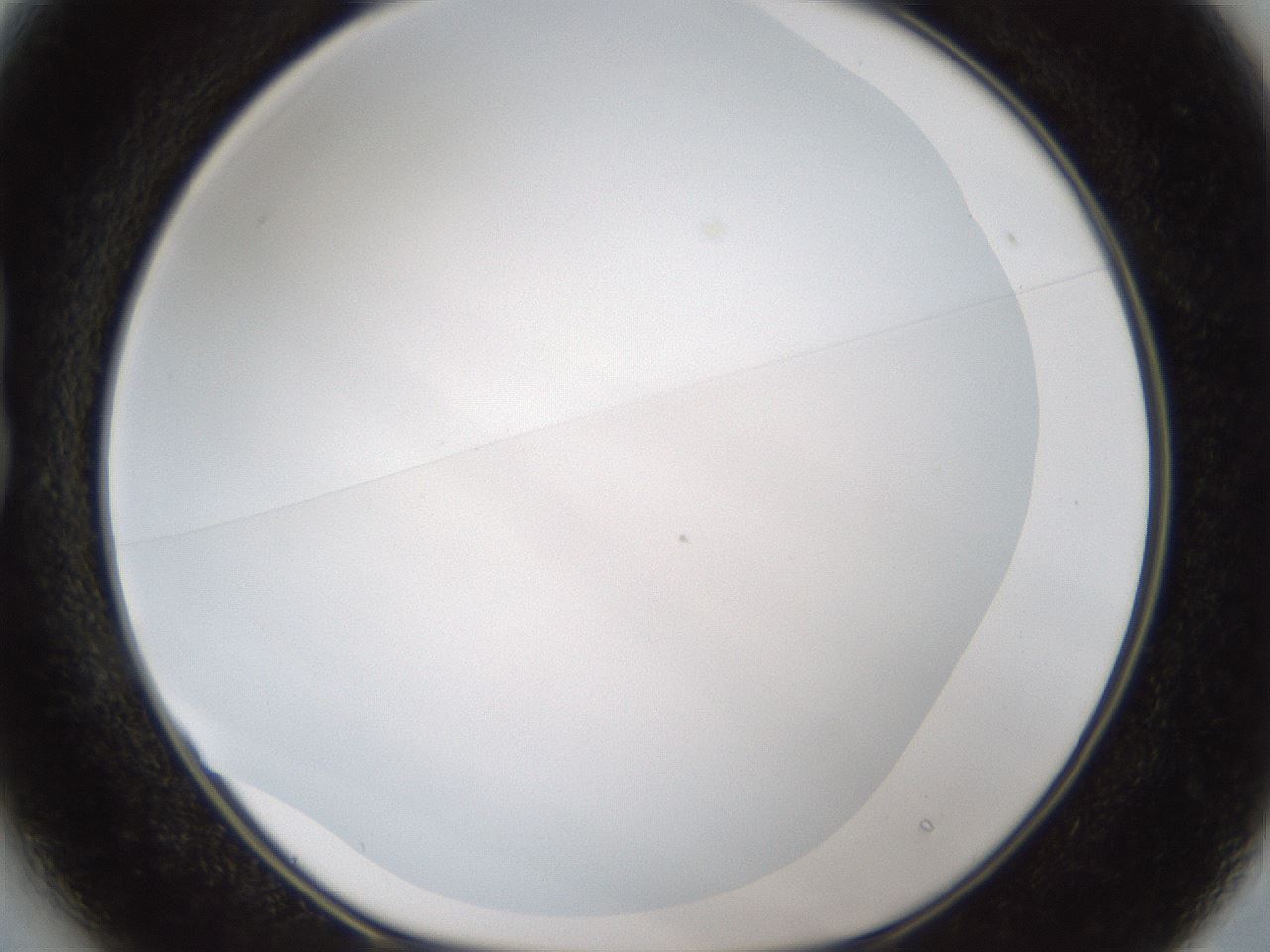 folderID206_plateID1206_batchID3631_wellNum13_profileID1_d1_r66968_ef.jpg