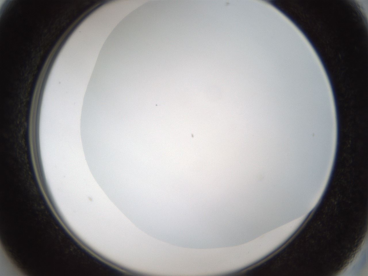 folderID206_plateID1206_batchID3631_wellNum13_profileID1_d2_r66969_ef.jpg