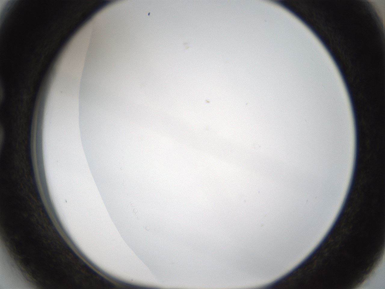 folderID206_plateID1206_batchID3631_wellNum27_profileID1_d1_r66996_ef.jpg
