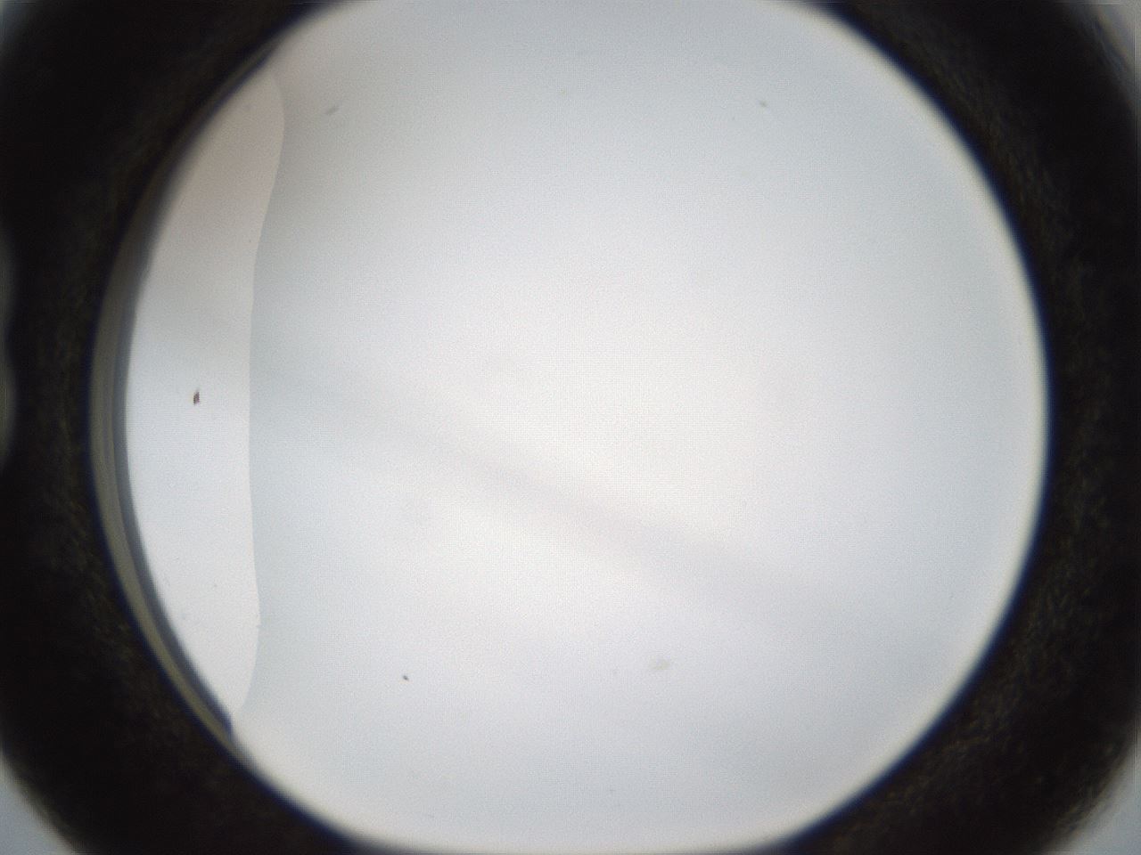 folderID206_plateID1206_batchID3631_wellNum15_profileID1_d1_r66972_ef.jpg
