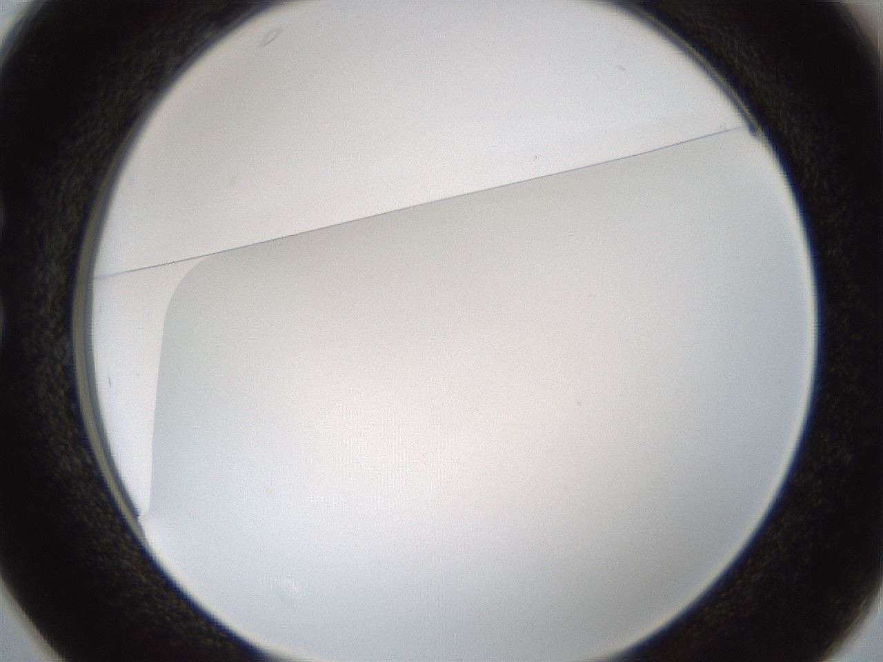 folderID206_plateID1206_batchID3631_wellNum25_profileID1_d1_r66992_ef.jpg