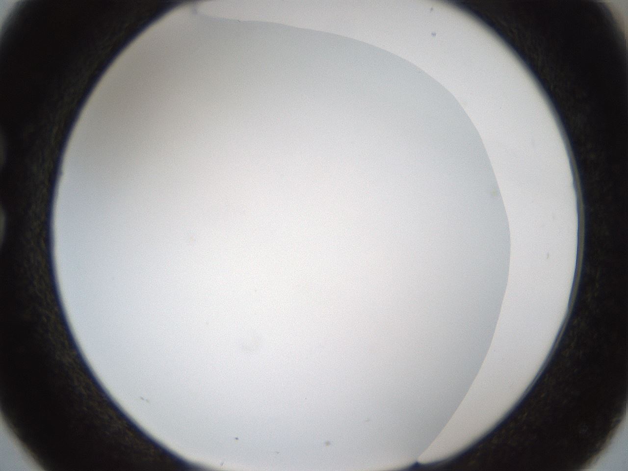 folderID206_plateID1206_batchID3631_wellNum26_profileID1_d1_r66994_ef.jpg