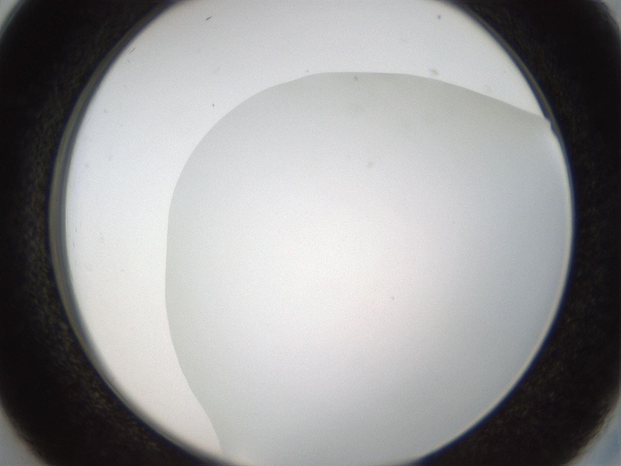 folderID206_plateID1206_batchID3631_wellNum26_profileID1_d2_r66995_ef.jpg