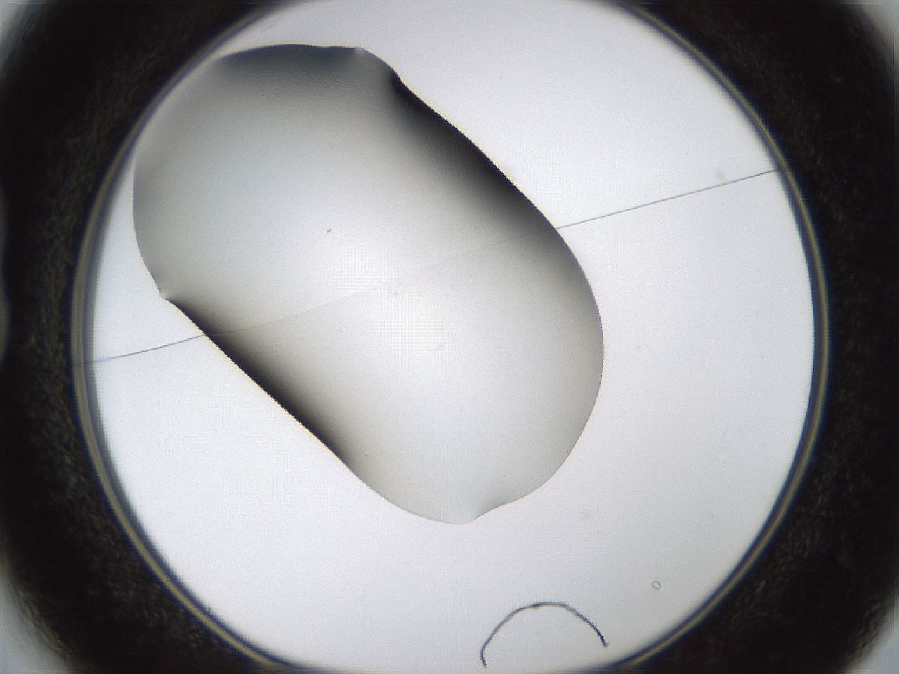 folderID458_plateID1458_batchID5590_wellNum13_profileID1_d1_r92469_ef.jpg