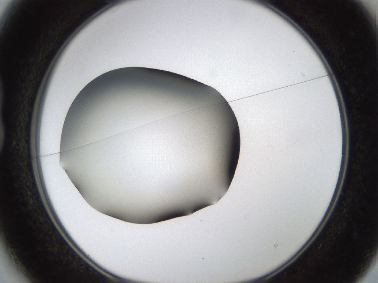 folderID459_plateID1459_batchID5589_wellNum13_profileID1_d1_r92397_ef.jpg