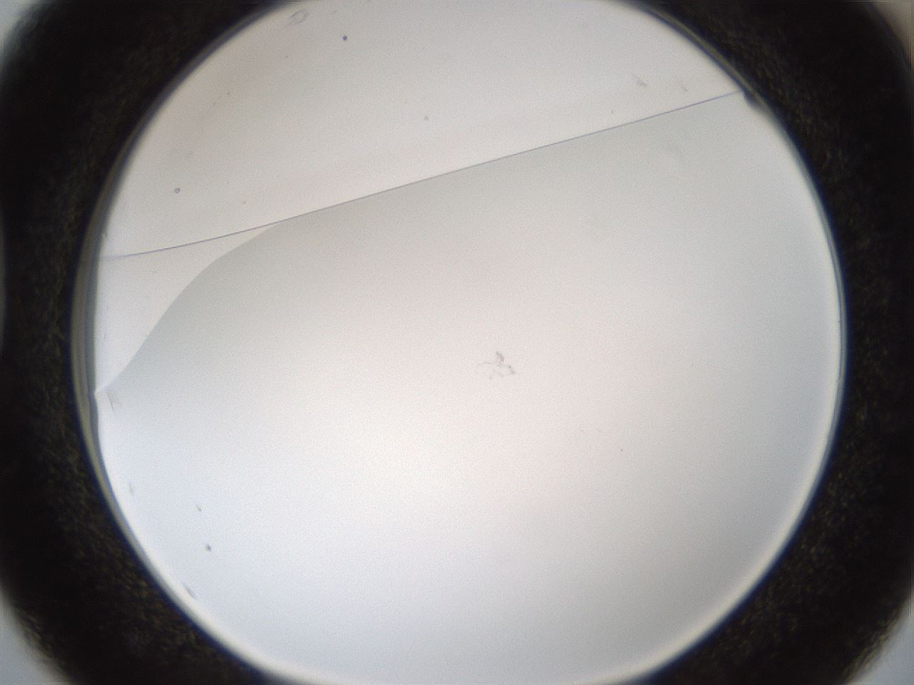 folderID206_plateID1206_batchID3631_wellNum37_profileID1_d1_r67016_ef.jpg