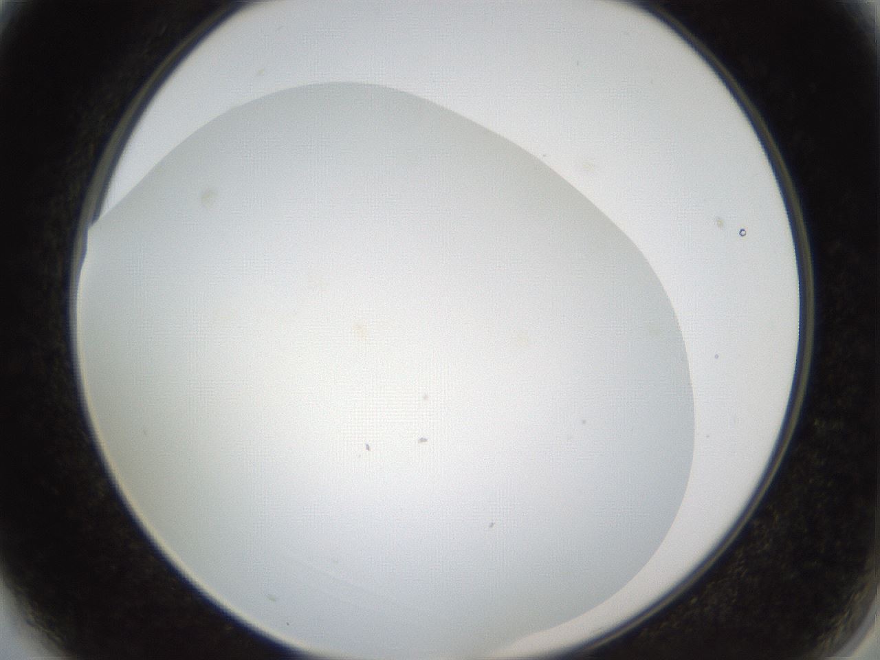 folderID206_plateID1206_batchID3631_wellNum3_profileID1_d2_r66949_ef.jpg