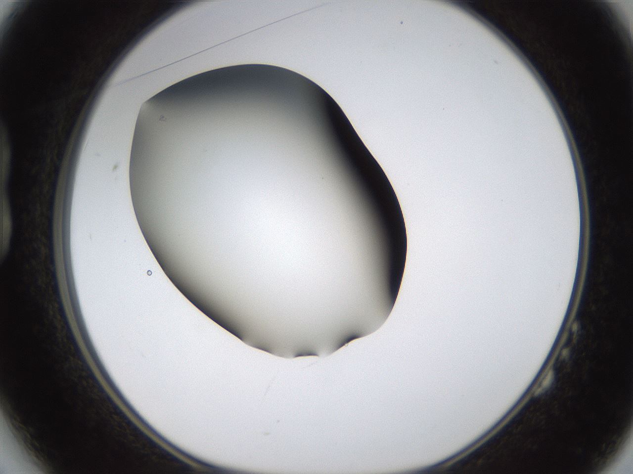 folderID459_plateID1459_batchID5589_wellNum14_profileID1_d1_r92399_ef.jpg