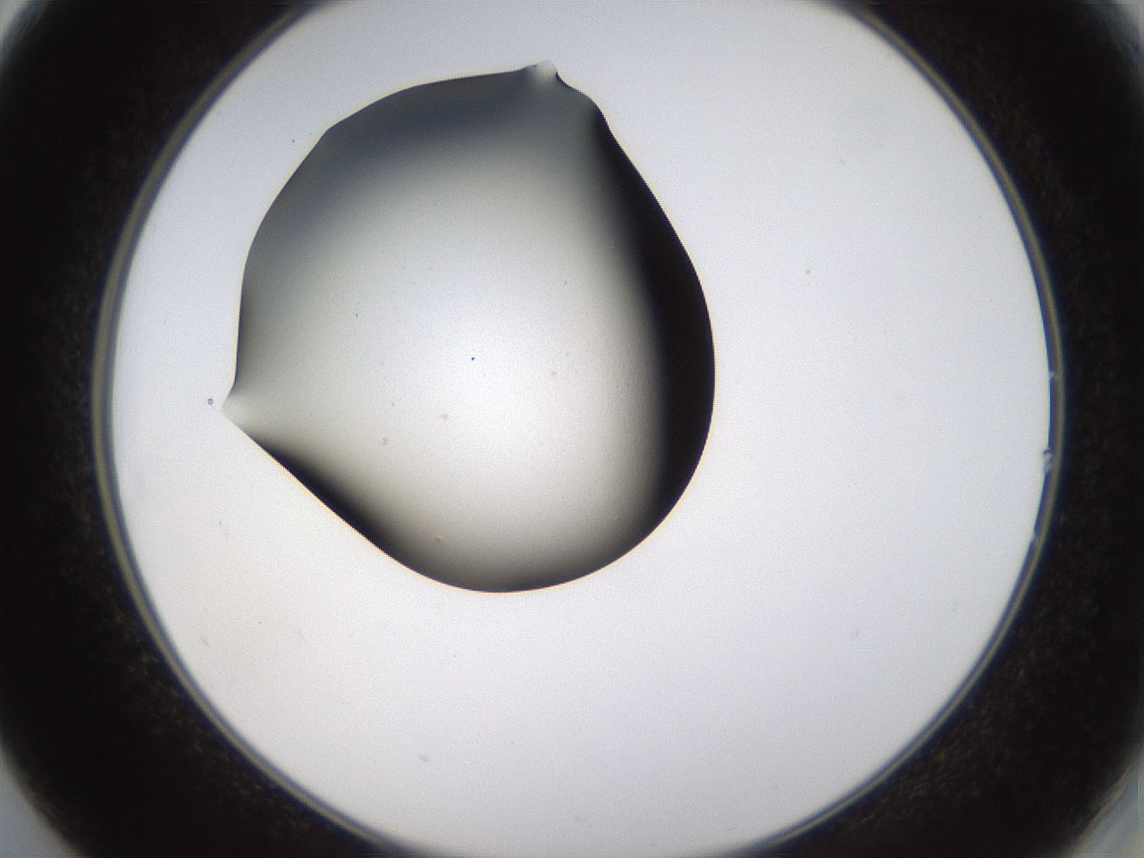 folderID459_plateID1459_batchID5589_wellNum14_profileID1_d2_r92400_ef.jpg