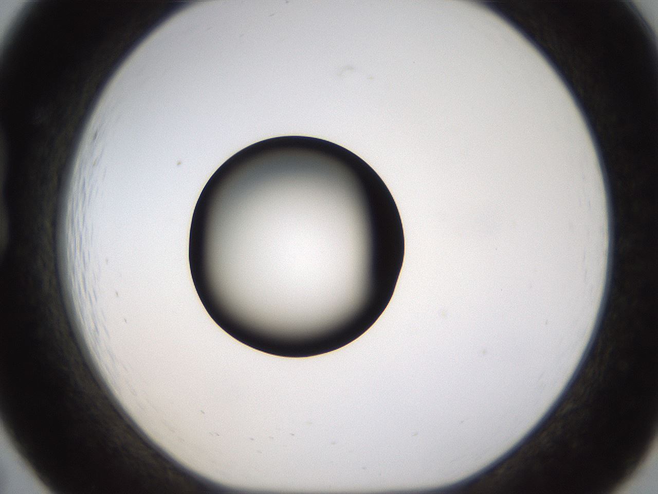 folderID459_plateID1459_batchID5589_wellNum19_profileID1_d1_r92409_ef.jpg