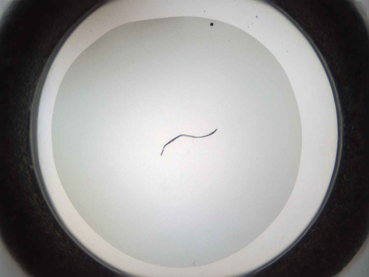 folderID206_plateID1206_batchID3631_wellNum49_profileID1_d2_r67041_ef.jpg
