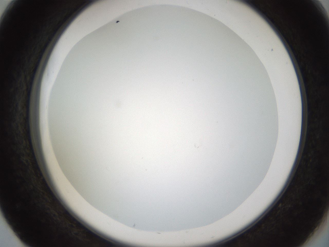 folderID206_plateID1206_batchID3631_wellNum51_profileID1_d2_r67045_ef.jpg