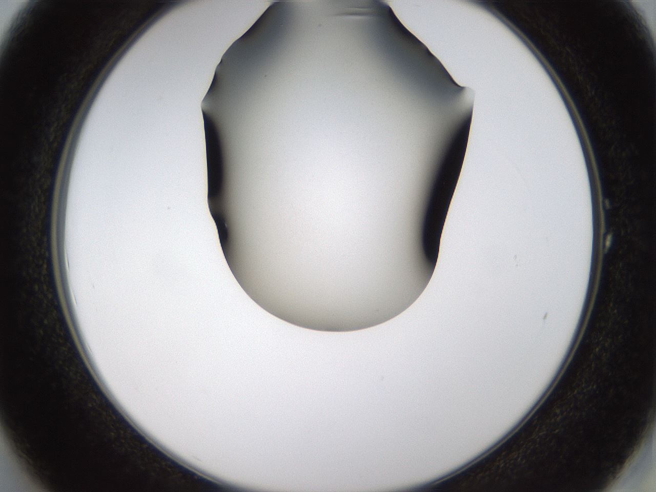 folderID459_plateID1459_batchID5589_wellNum1_profileID1_d2_r92382_ef.jpg