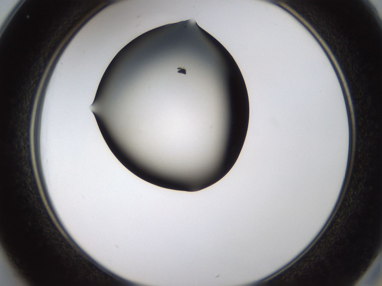 folderID459_plateID1459_batchID5589_wellNum25_profileID1_d2_r92414_ef.jpg