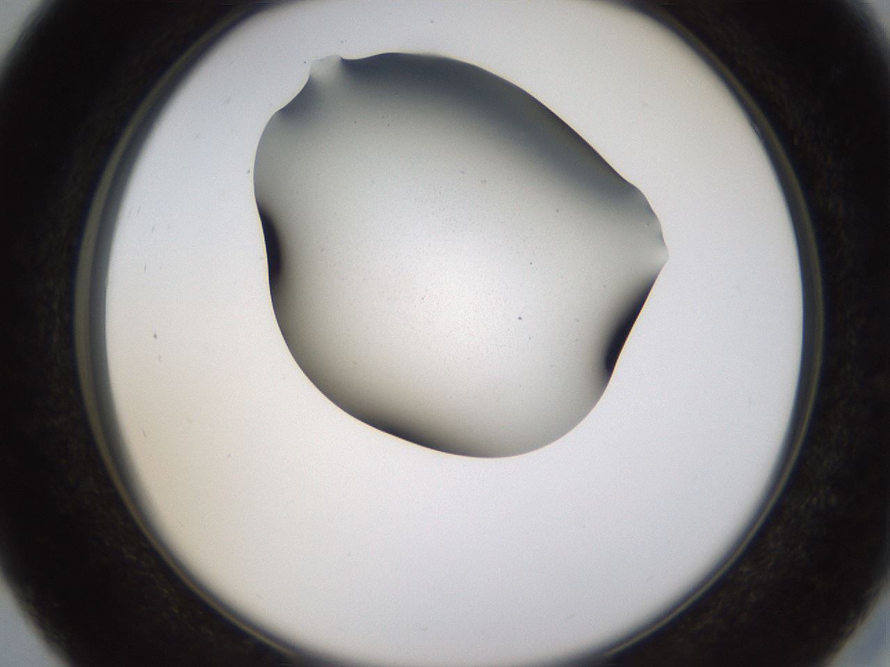 folderID459_plateID1459_batchID5589_wellNum27_profileID1_d2_r92418_ef.jpg