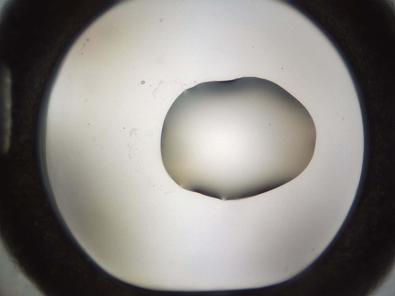 folderID454_plateID1454_batchID5531_wellNum88_profileID1_d1_r92371_ef.jpg