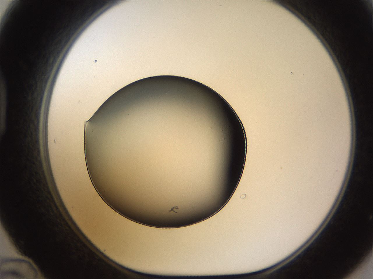 folderID455_plateID2455_batchID14084_wellNum48_profileID1_d1_r219976_ef.jpg