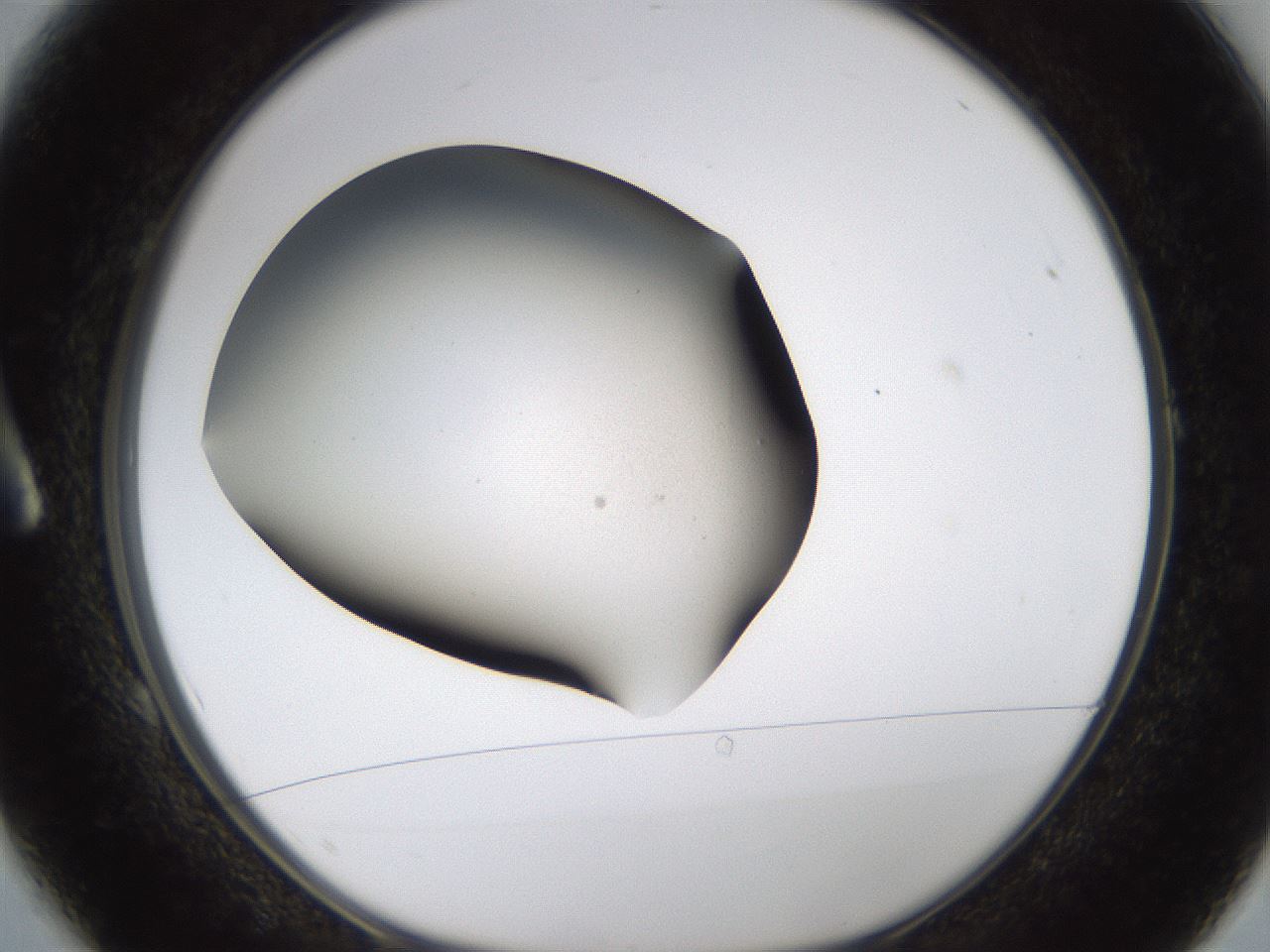 folderID459_plateID1459_batchID5589_wellNum1_profileID1_d1_r92381_ef.jpg