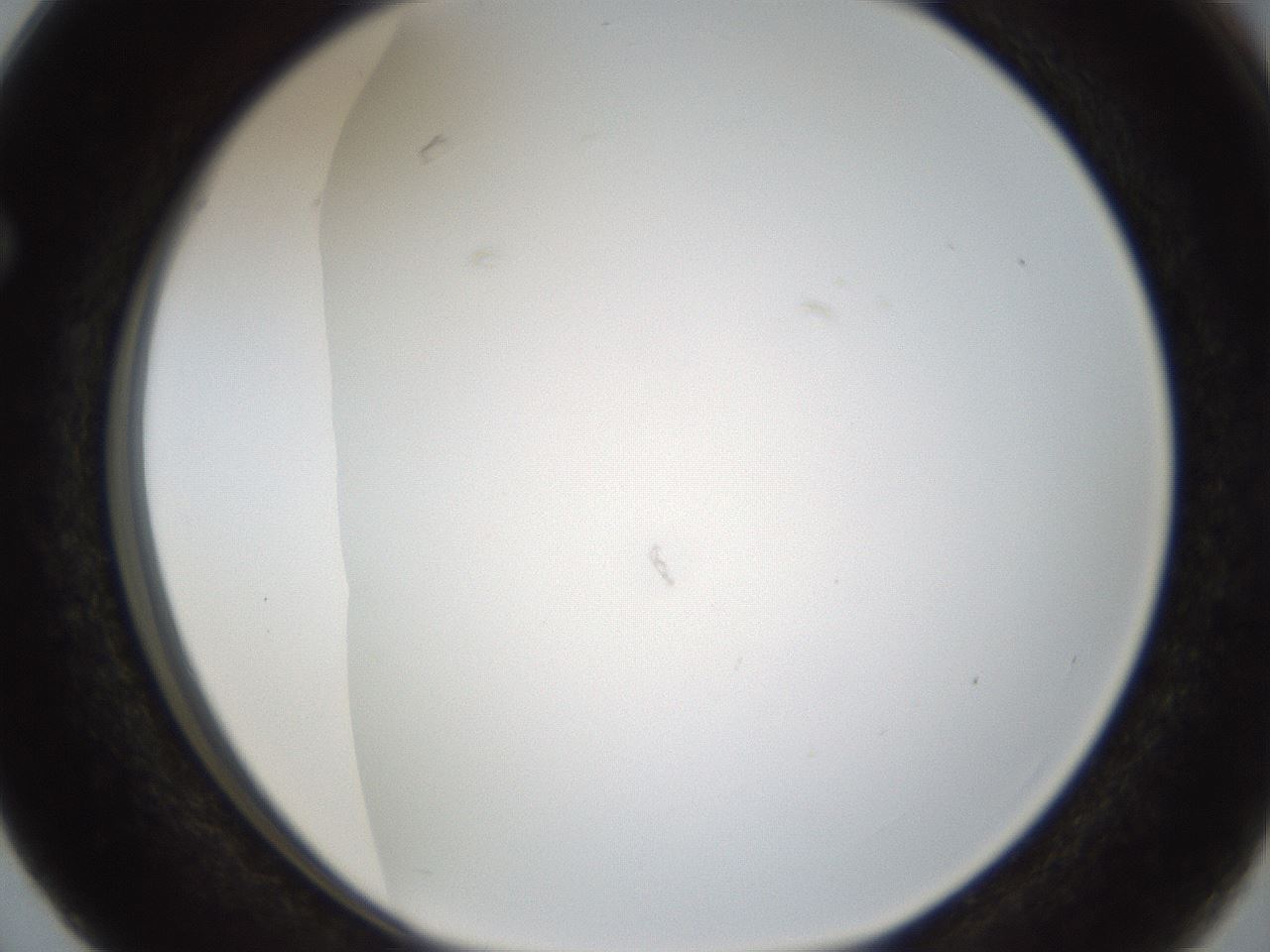 folderID206_plateID1206_batchID3631_wellNum63_profileID1_d1_r67068_ef.jpg