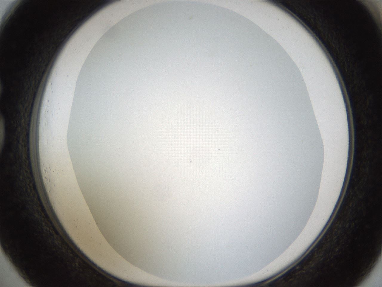 folderID206_plateID1206_batchID3631_wellNum73_profileID1_d1_r67088_ef.jpg
