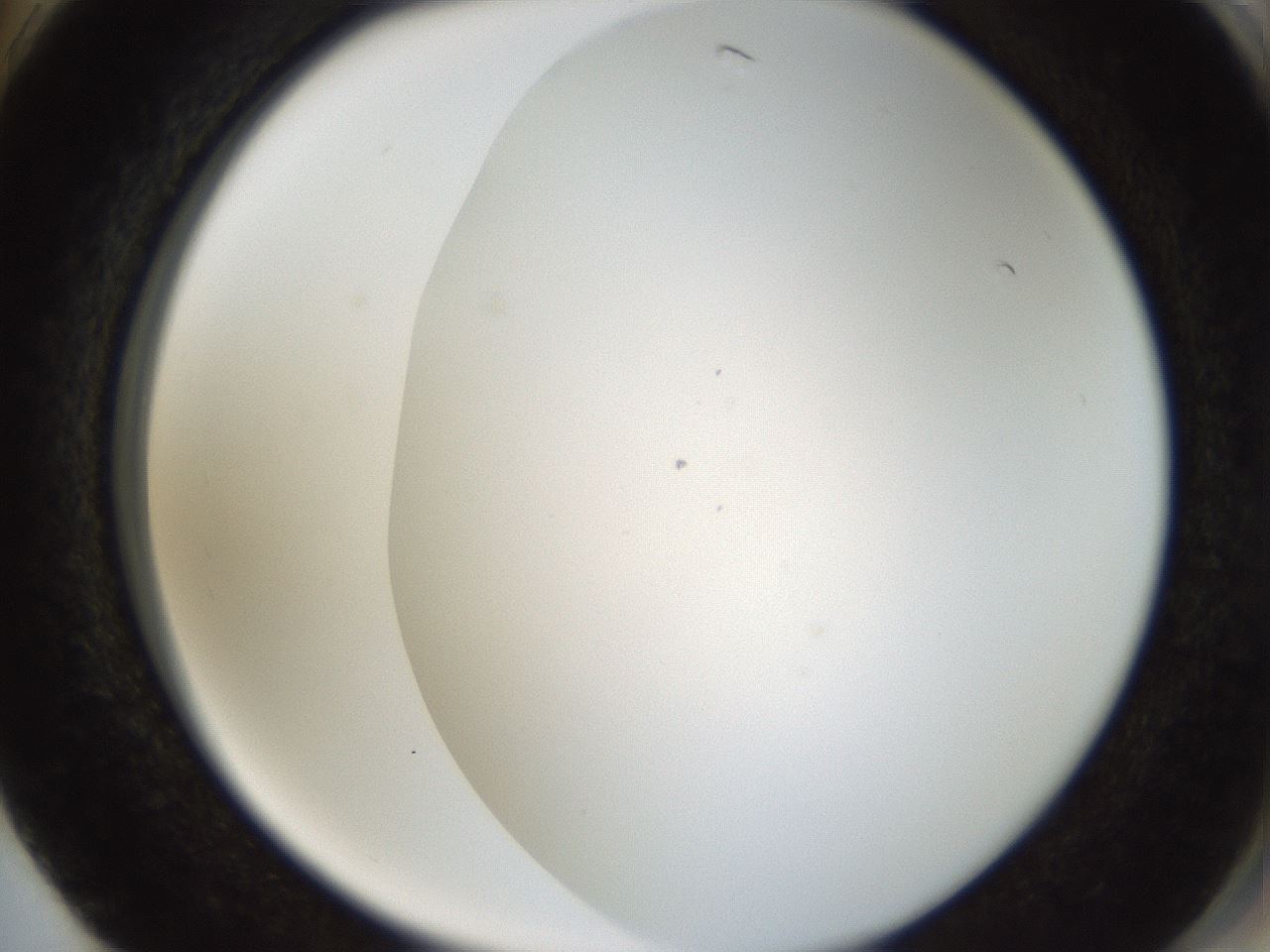 folderID206_plateID1206_batchID3631_wellNum74_profileID1_d2_r67091_ef.jpg