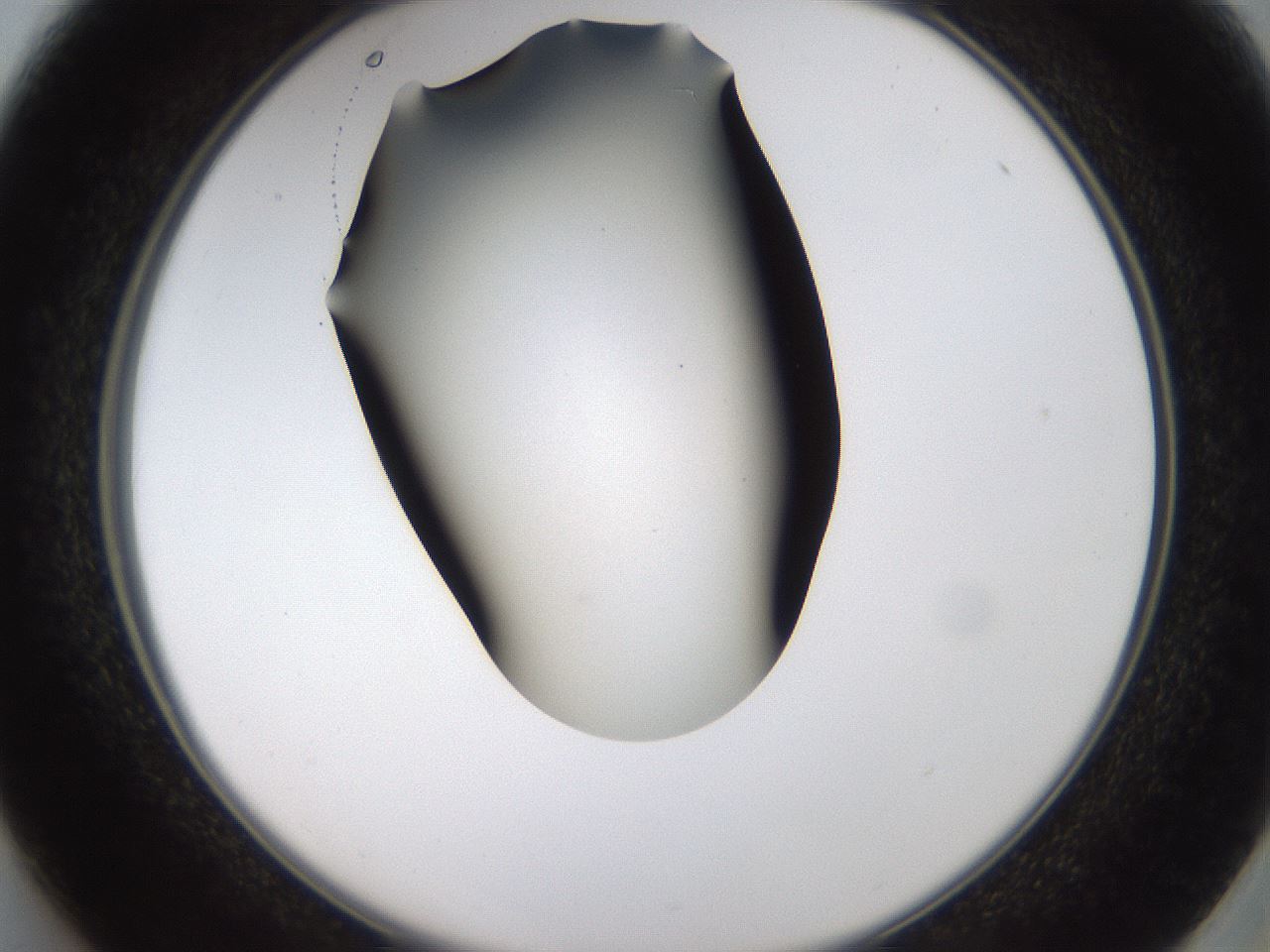 folderID459_plateID1459_batchID5589_wellNum37_profileID1_d2_r92430_ef.jpg
