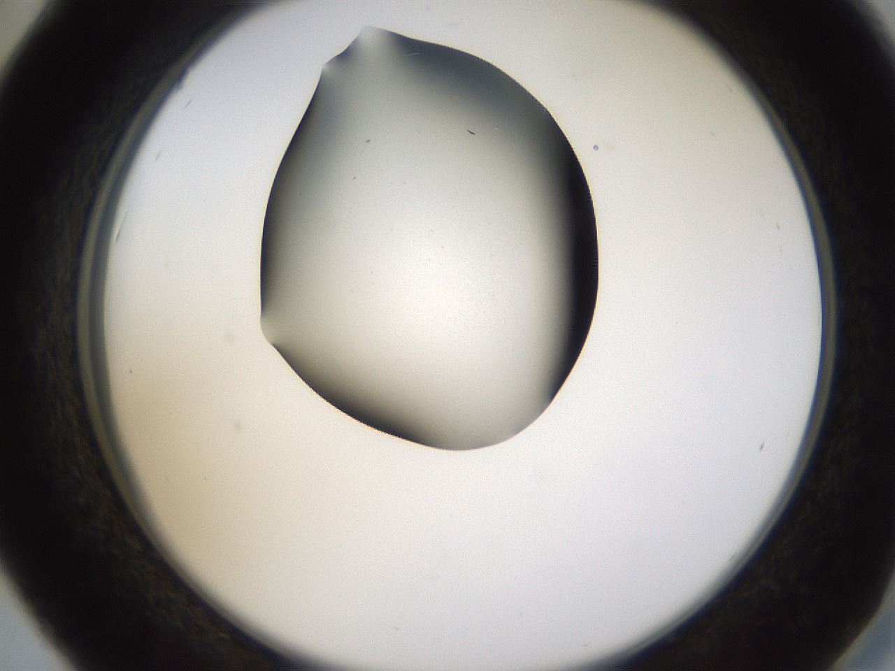 folderID459_plateID1459_batchID5589_wellNum42_profileID1_d2_r92440_ef.jpg