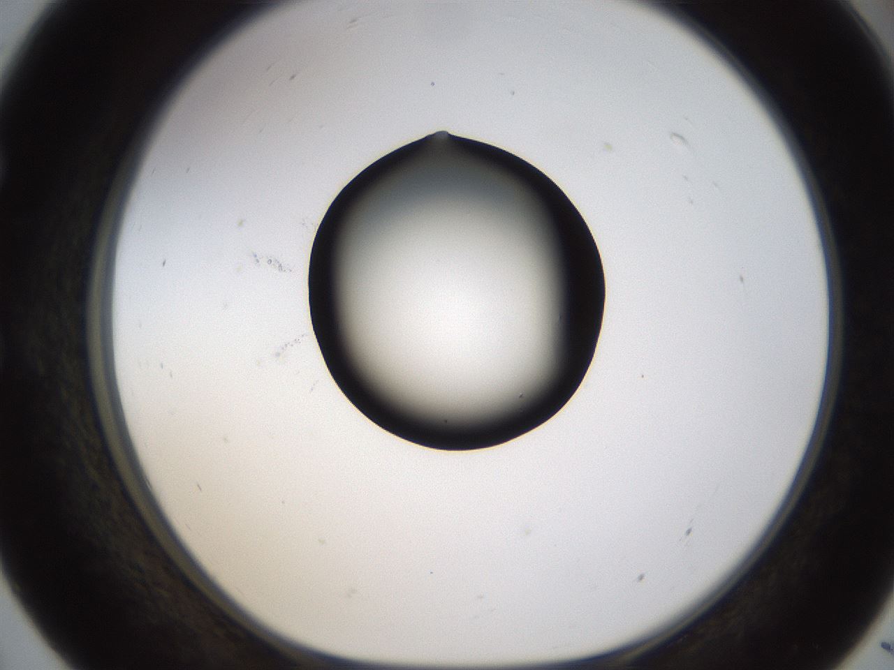 folderID459_plateID1459_batchID5589_wellNum55_profileID1_d1_r92457_ef.jpg