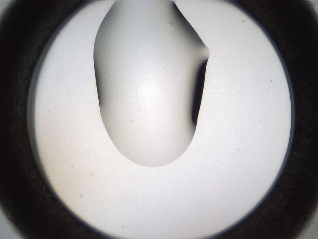 folderID459_plateID1459_batchID5589_wellNum5_profileID1_d2_r92390_ef.jpg