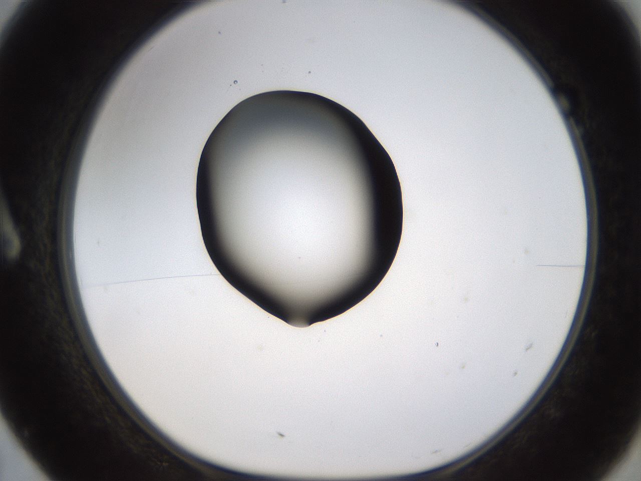 folderID459_plateID1459_batchID5589_wellNum7_profileID1_d1_r92393_ef.jpg