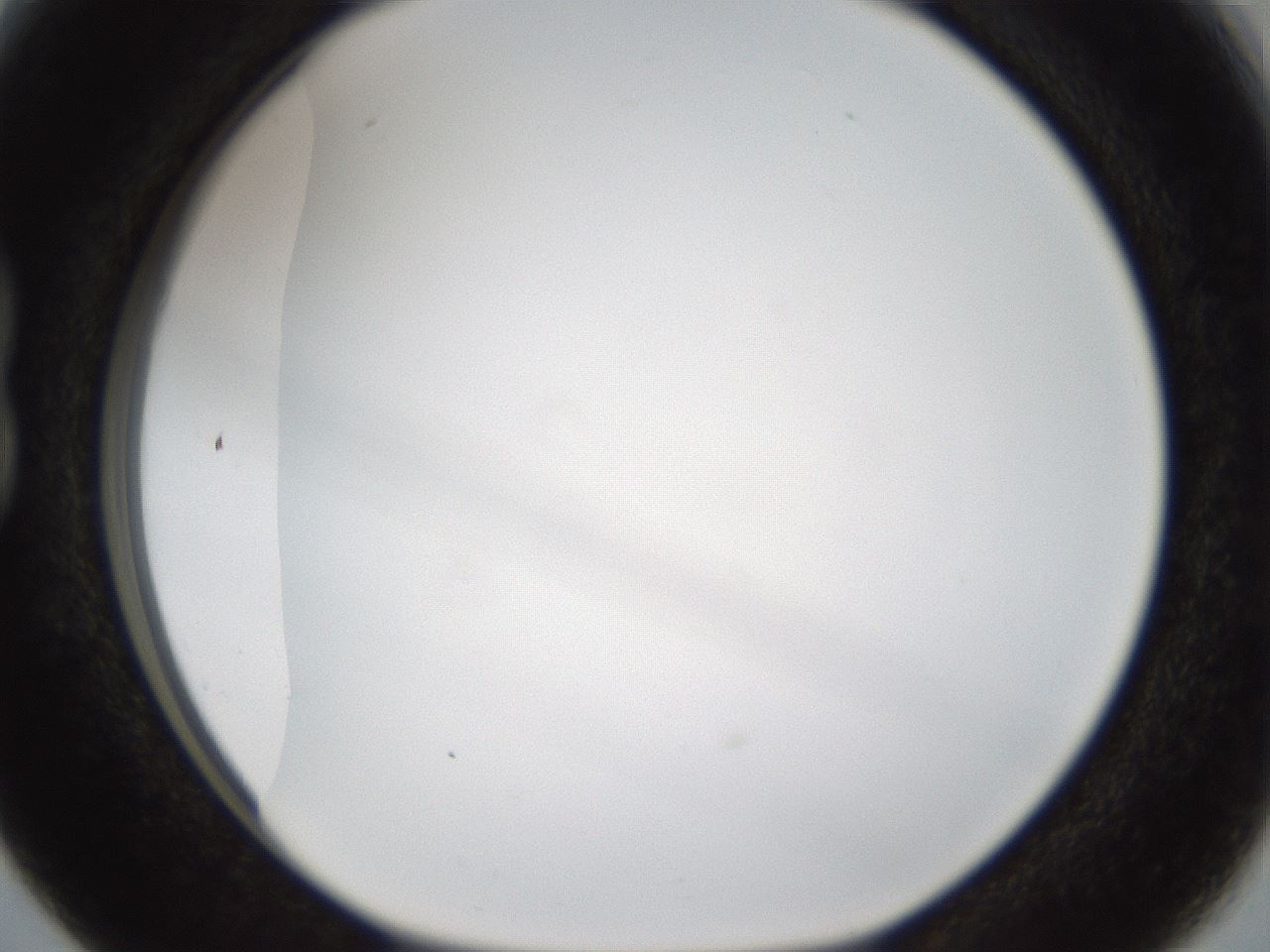 folderID206_plateID1206_batchID3677_wellNum15_profileID1_d1_r66972_ef.jpg