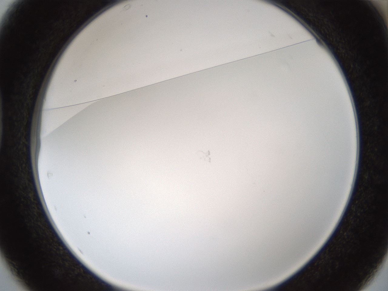 folderID206_plateID1206_batchID3677_wellNum37_profileID1_d1_r67016_ef.jpg