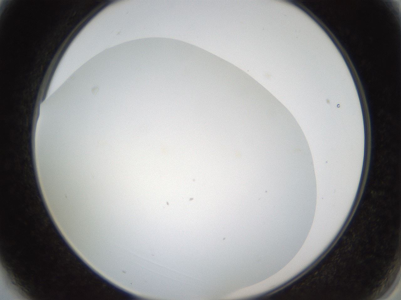 folderID206_plateID1206_batchID3677_wellNum3_profileID1_d2_r66949_ef.jpg