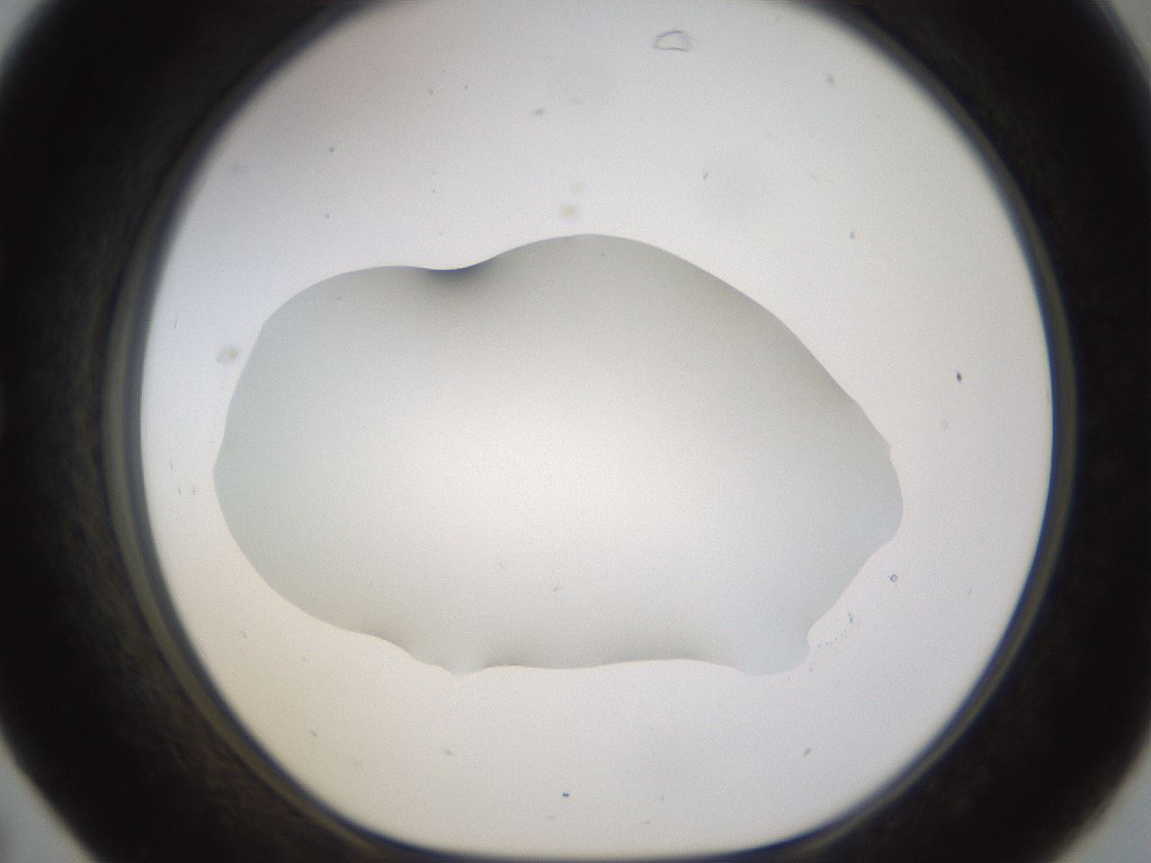 folderID461_plateID1461_batchID5591_wellNum31_profileID1_d1_r92571_ef.jpg