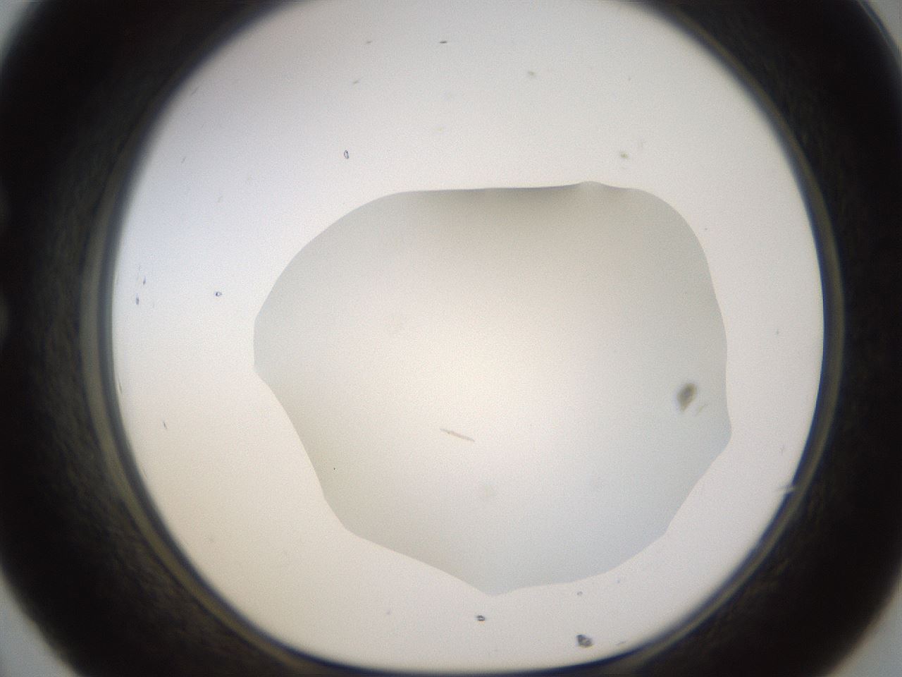 folderID461_plateID1461_batchID5591_wellNum32_profileID1_d1_r92572_ef.jpg