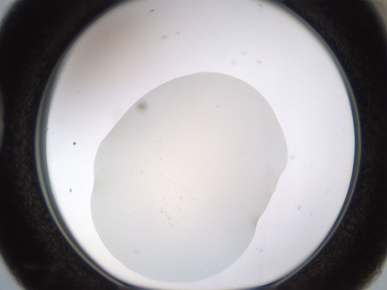 folderID461_plateID1461_batchID5591_wellNum38_profileID1_d1_r92578_ef.jpg