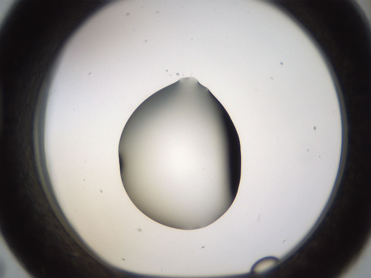 folderID461_plateID1461_batchID5591_wellNum43_profileID1_d1_r92583_ef.jpg