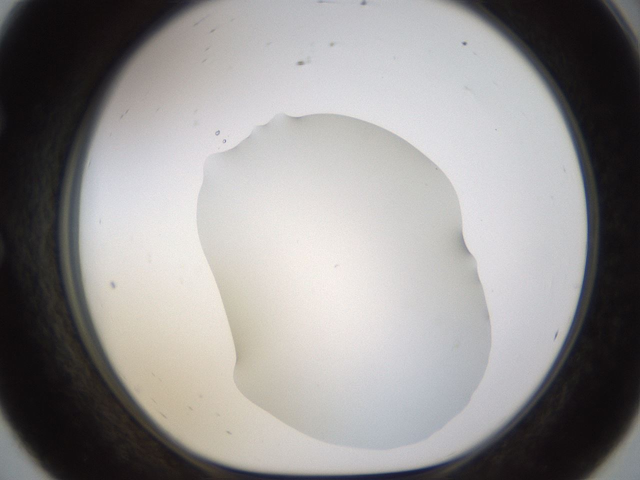 folderID461_plateID1461_batchID5591_wellNum56_profileID1_d1_r92596_ef.jpg