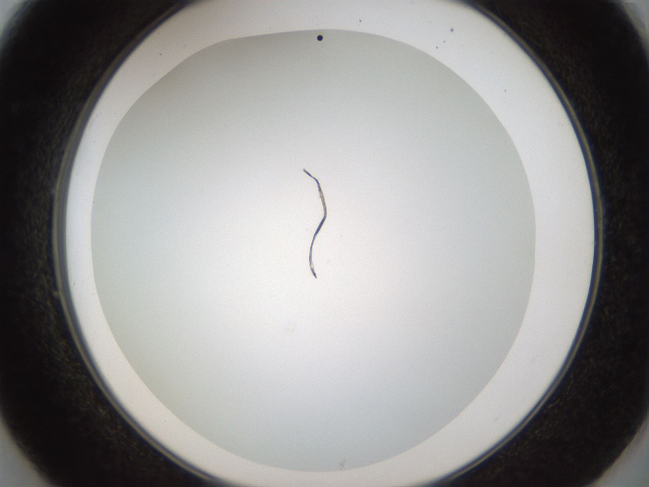 folderID206_plateID1206_batchID3677_wellNum49_profileID1_d2_r67041_ef.jpg