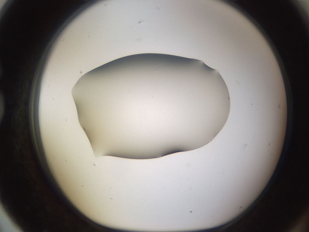 folderID461_plateID1461_batchID5591_wellNum79_profileID1_d1_r92619_ef.jpg