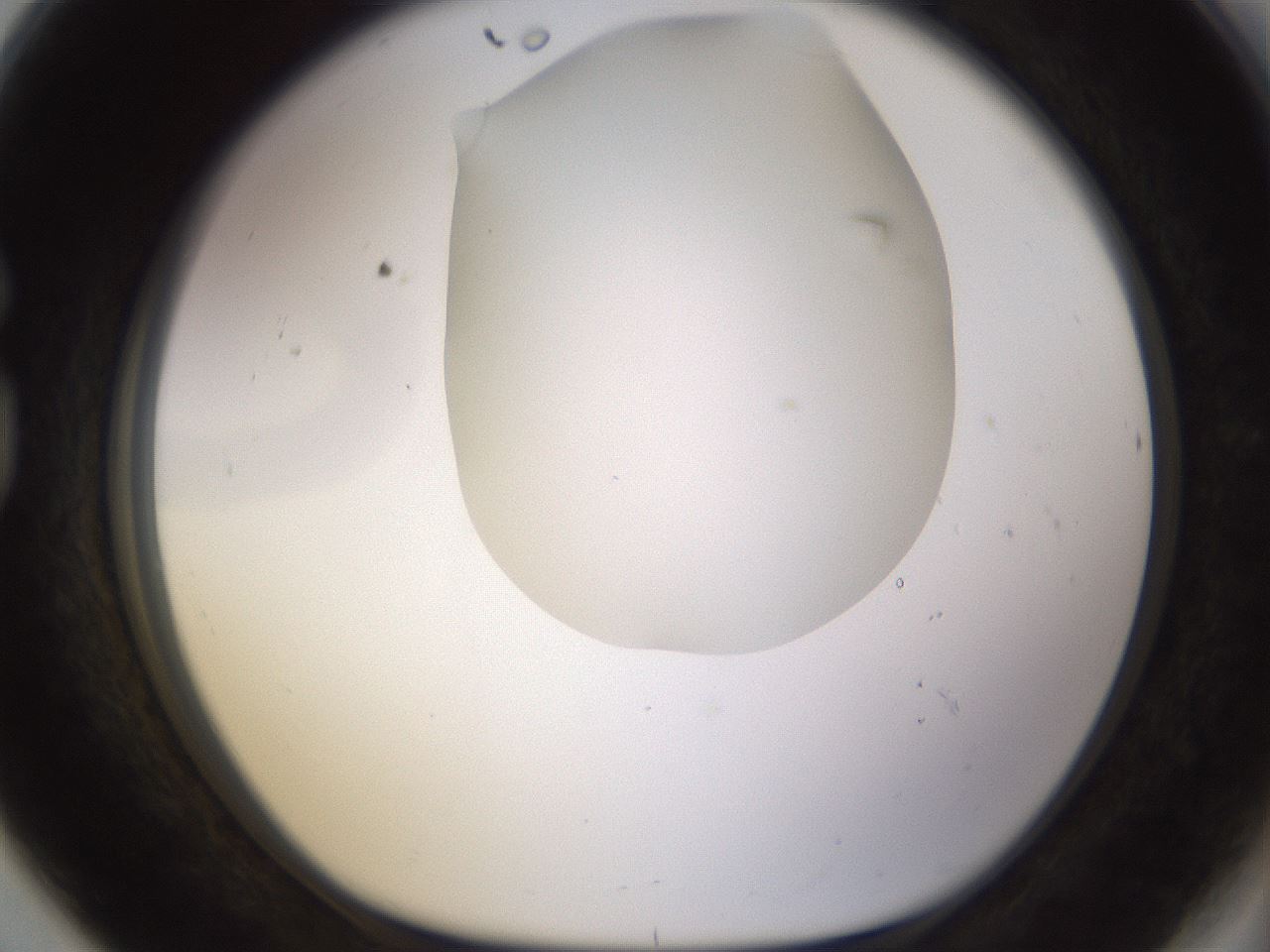 folderID461_plateID1461_batchID5591_wellNum80_profileID1_d1_r92620_ef.jpg