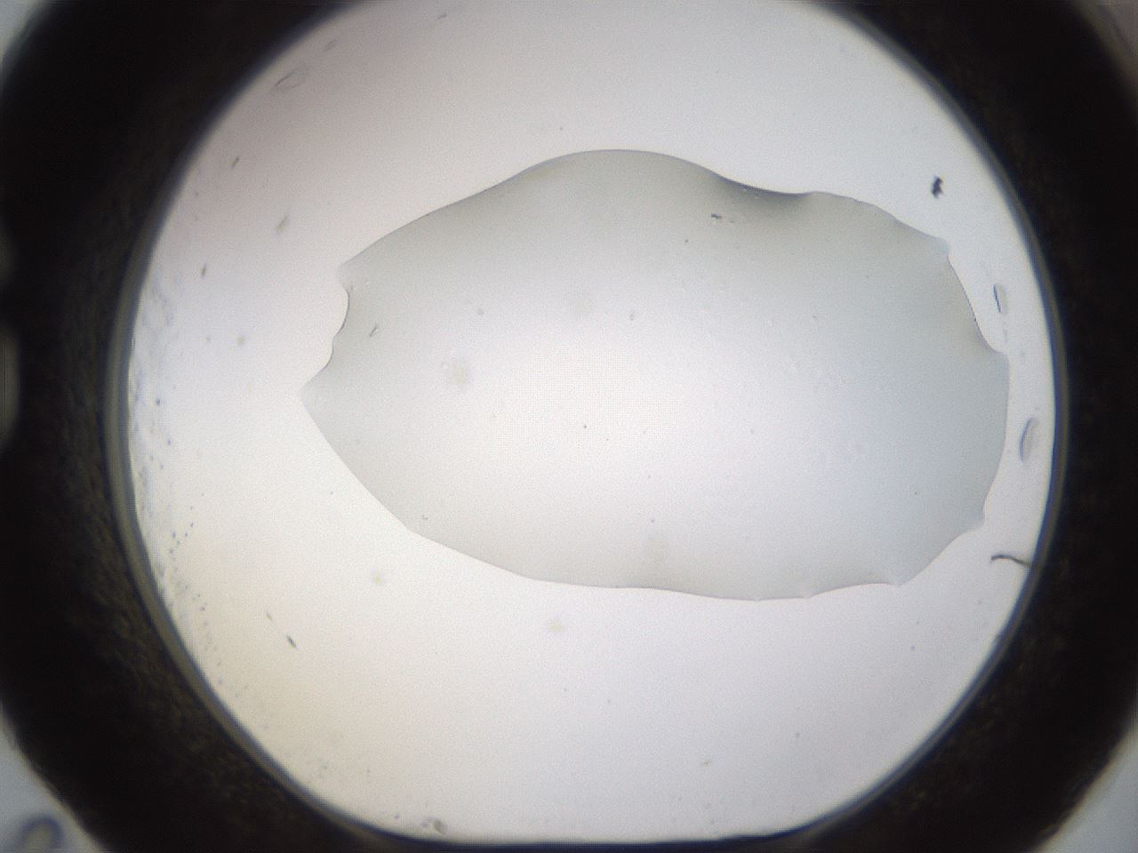 folderID461_plateID1461_batchID5591_wellNum83_profileID1_d1_r92623_ef.jpg