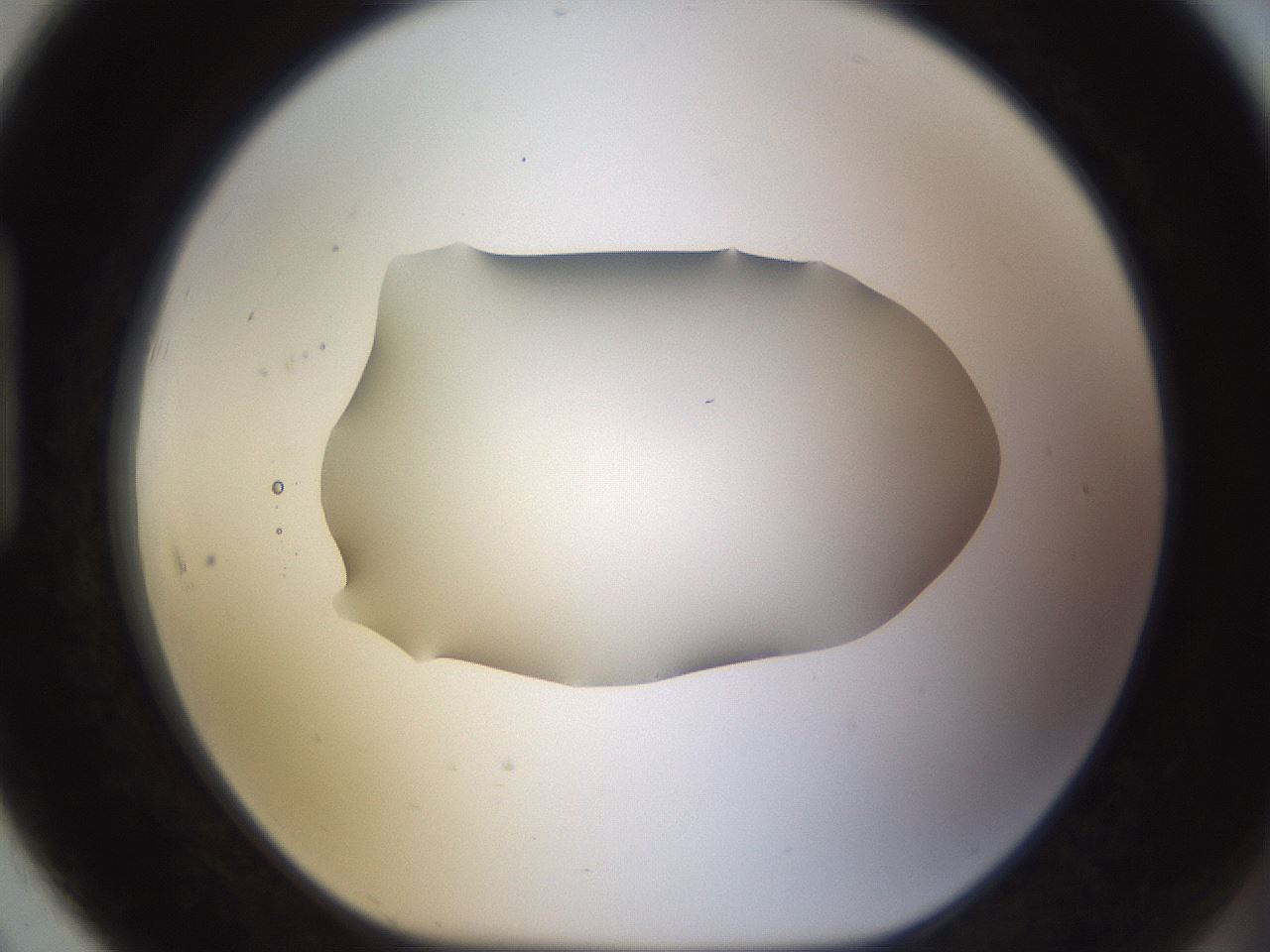 folderID461_plateID1461_batchID5591_wellNum91_profileID1_d1_r92631_ef.jpg