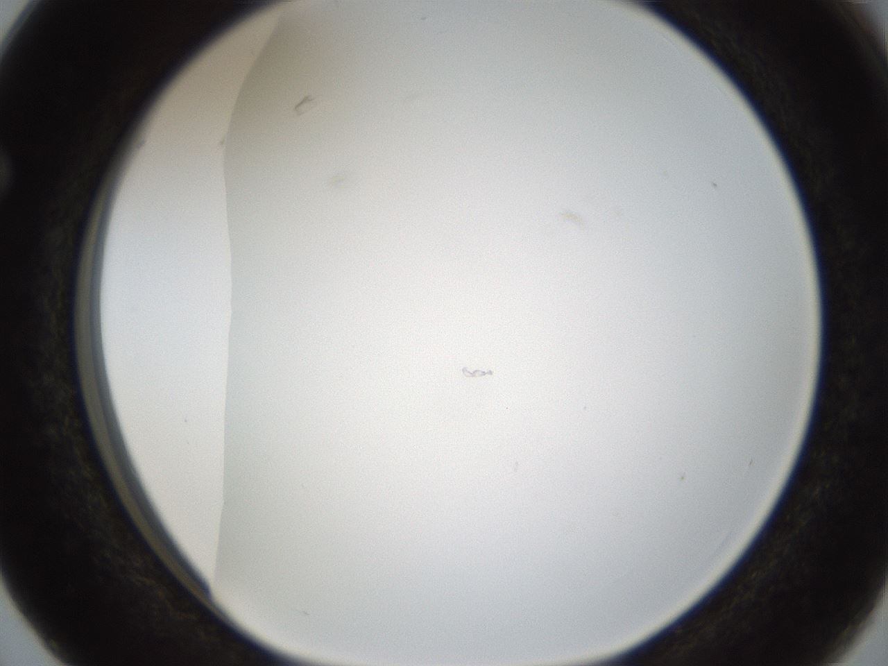 folderID206_plateID1206_batchID3677_wellNum63_profileID1_d1_r67068_ef.jpg
